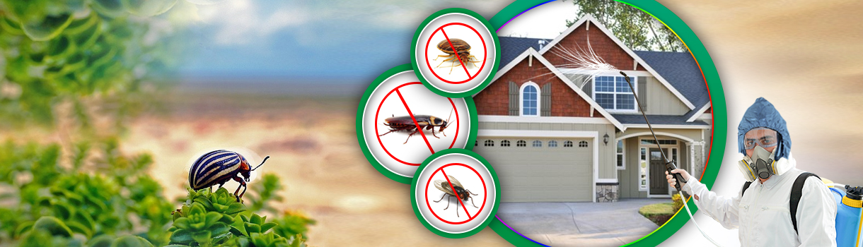 Pest Control Services Chennai